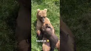 Alaskan Kodiak Brown Bear nursing her cub, the most incredible thing I’ve ever seen in person.