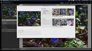 Query Pl@ntNet for Lightroom Classic