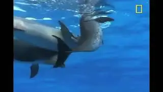 Dolphins Are Jerks