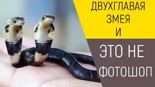 ТОП САМЫХ НЕОБЫЧНЫХ СТРАННЫХ ЗМЕЙ