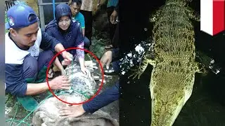 Wanita sedih karena berpisah dengan buaya peliharaannya - TomoNews