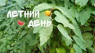 Эстетика летнего дня/vlog