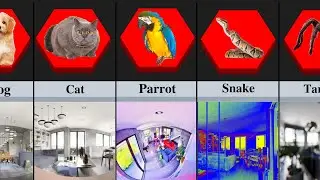 Animal Vision | Comparison | How do other animals see the world?