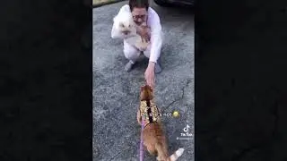 cute animals / милые животные #1