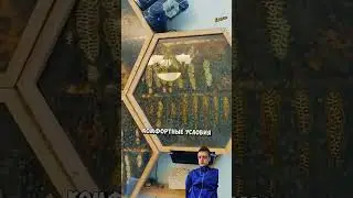 Необычный пчелиный улей🐝