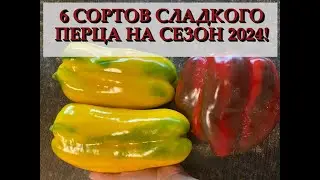 6 СОРТОВ СЛАДКОГО ПЕРЦА НА СЕЗОН 2024!