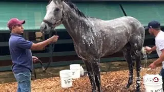 RIVALRY: Winners of Kentucky Derby and Preakness Stakes excited ahead of Belmont Stakes