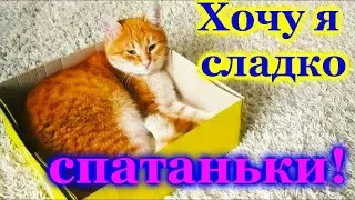 СЧАСТЛИВЫЙ КОТ! ХОЧУ Я СЛАДКО СПАТАНЬКИ И РАНО НЕВСТАВАТАНЬКИ!