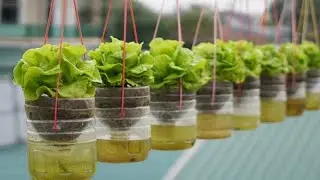 Growing Lettuce Without Watering, High Productivity || how to grow lettuce in recycle bottles