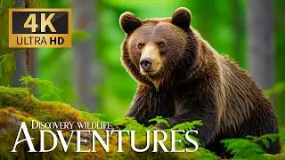 Adventures Wildlife 4K HDR | Discovery Animals Movie with Smooth Piano Music 🎶 Colorful Animal Life