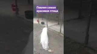 Павлин самая красивая птица с голосом кошки, которой наступили на хвост