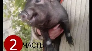 Вьетнамские свиньи. История одного семейства. Продолжение.Vietnamese pigs.