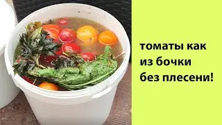 Квасим томаты по новому. Томаты, как из бочки, которые не покрываются плесенью до самой весны👌🍅🍅🍅🍅