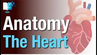 The Anatomy of the Heart: a crash course (with dissection).