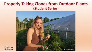 Properly Taking Clones from Outdoor Plants (Student Series)