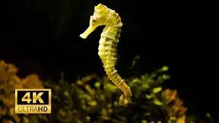 Sea Horse 4k Incredible Amazing Sea Horses in Sea