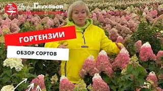 ОБЗОР СОРТОВ ГОРТЕНЗИЙ