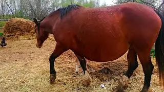 Роды Животных 1 на Миллион, Которые Повезло Снять на Камеру