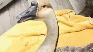 A GOOSE BEING WORKED UP TO SEE IF IT WAS MISTREATED AT THE POND
