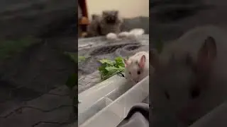 Will she try to eat them!? #pet #babyhamster #kitten #hamsterbabies #hamster