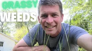 Easy Way to Identify Grassy Weeds like Crabgrass and Dallisgrass!