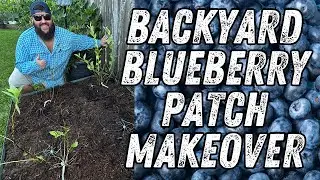 Rejuvenating My Backyard Blueberry Patch! | Growing Blueberries in a Subdivision!