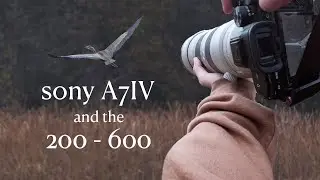 Relaxing POV wildlife photography