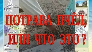 ПОТРАВА ПЧЁЛ ИЛИ ЧТО ЭТО ?.. ГИБЕЛЬ ПЧЁЛ В БУРЯТИИ...