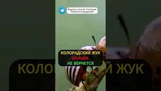 КАК ИЗБАВИТЬСЯ ЗА 3 МИНУТЫ ОТ КОЛОРАДСКОГО ЖУКА НА КАРТОШКЕ! #огород #дача #картошка #колорадскийжук