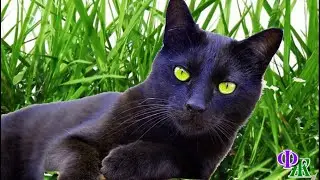 САНТАНА 12. «Уйди с глаз моих, не видишь, котик отдыхает!» - нахально фыркнул кот на меня
