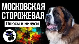 ✔ Московская сторожевая, 4 плюса и 4 минуса породы