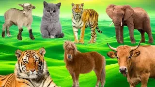 Animals Sound Effects: Tiger, Lion, Dog, Cat, Cow, Goat, Elephant, and More! p136