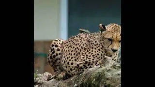 Cheetahs | The World's Fastest Land Animal |