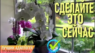 DON'T MISS THE MOMENT! DO THIS IN SEPTEMBER! THIS WILL HELP ORCHIDS SURVIVE SEASONAL STRESS!