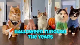 Halloween Through The Years 🎃