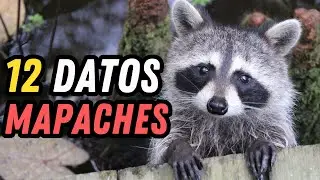 12 Datos Curiosos de los Mapaches - ¿Es verdad que lavan su comida?