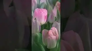 Сорт Supermodel (Супермодель)