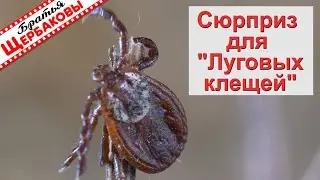 КЛЕЩИ не КУСАЮТ уже 8 лет! ЦИПЕРМЕТРИН. Важные нюансы при пропитке одежды!
