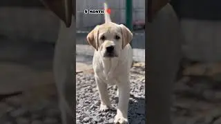 One month Vs 1 year Labrador transformation 