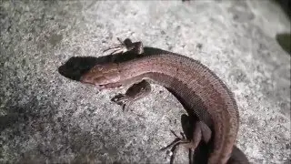 Ящерицы. Познавательное видео для детей. Lizards. Educational videos for children.