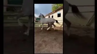 Жеребец Орловской породы