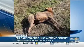 Elk calf poached in Claiborne County