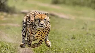 Hungry cheetah.