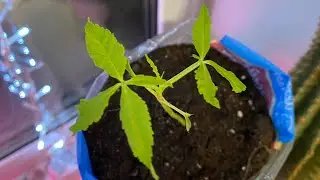 Необычный способ посадки растения 🌱