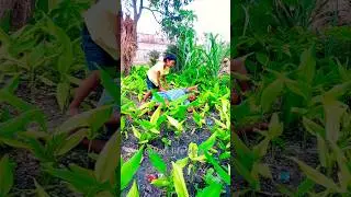 sun kaike angana hamar ho 😪 #shorts #shortsfeed #emotional #pari #viralvideo #trending #viral