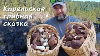 ЗА ГРИБАМИ ПО КАРЕЛИИ 🌲 СУМАСШЕДШАЯ 🤯 КРАСОТА ГРИБОВ БОРОВИКОВ.