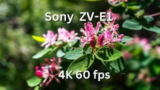 May Flowers 4K Sony ZV-E1