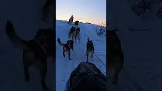 Mushing a dog team across the arctic of Alaska