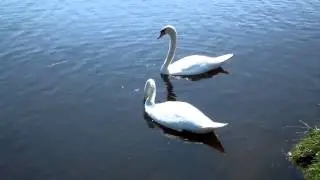 ФУТАЖ ЛЕБЕДИ
