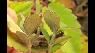 Kalanchoe pinnata or patharchatta is  health medicine (field of study) in ayurveda by baba ramdev